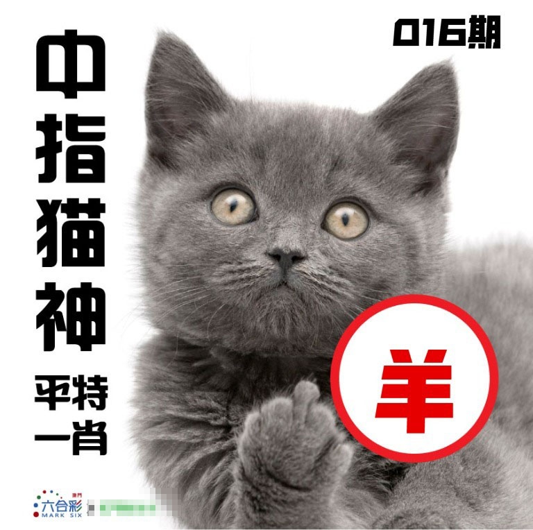 016期中指猫神[图]